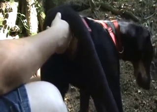 Bestiality porn with a black animal fingered