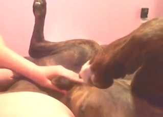 Handjob destructiveness porn hither a extraordinary lady stroking